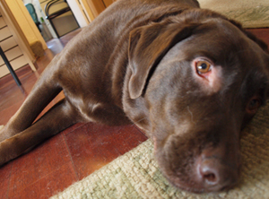 Photo of Beau, chocolate lab and office greeter